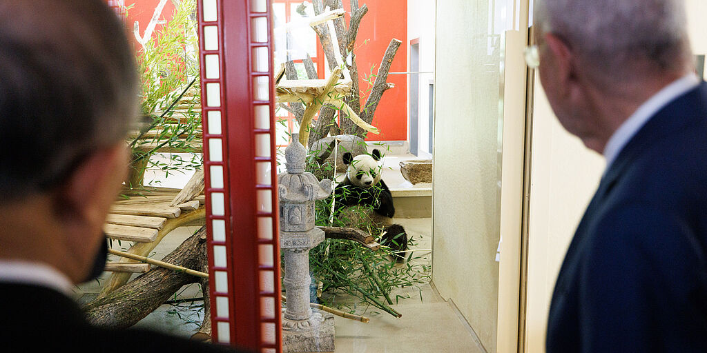 Begrüßung der Großen Pandas im Tiergarten Schönbrunn