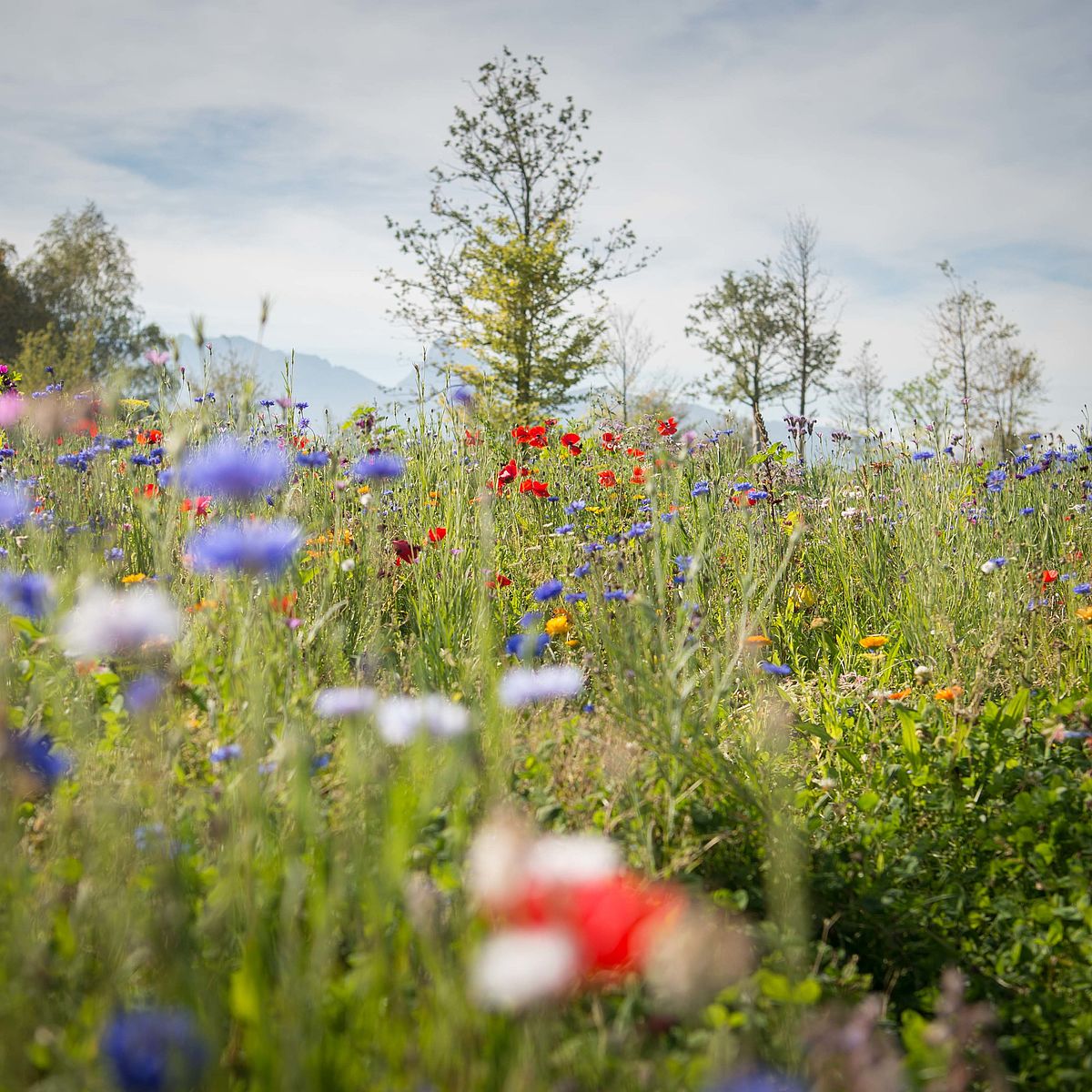 eine naturbelassene Blumenwiese 