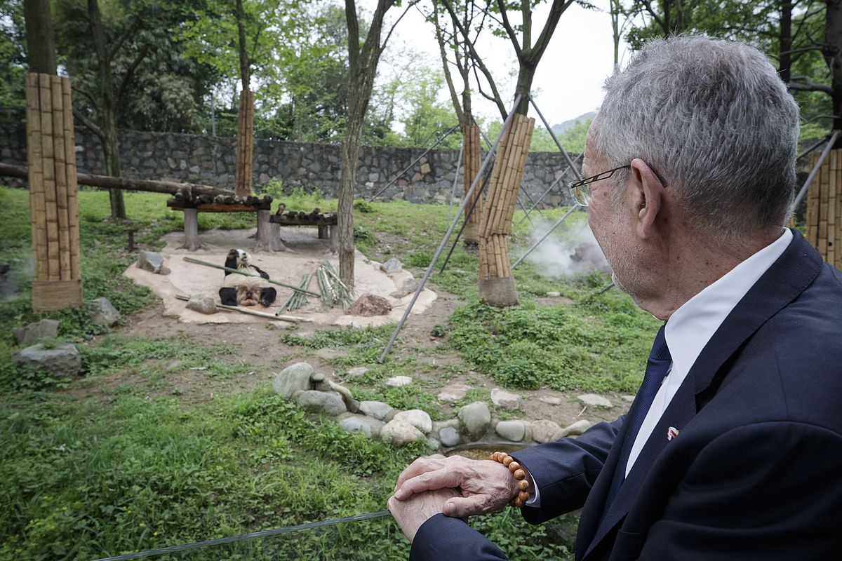 Besuch des Du Jiangyan Panda Park in Chengdu